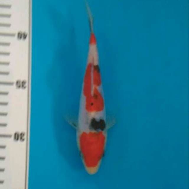 Sanke grade A doitsu 15 cm