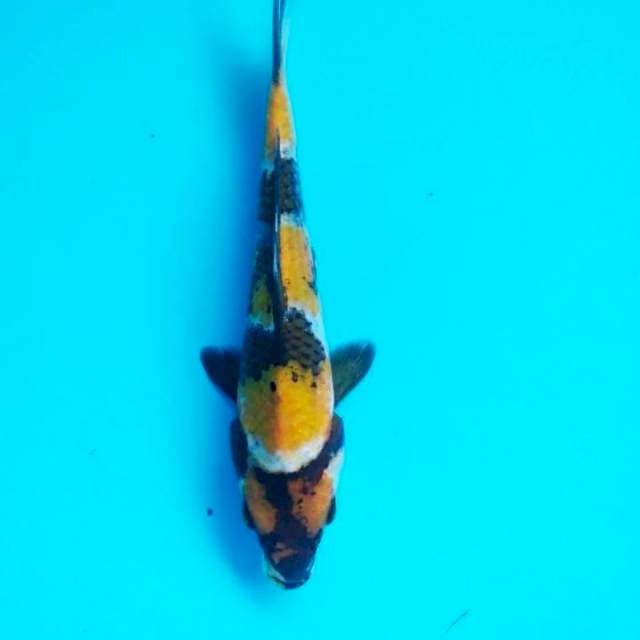 showa prospek 22cm