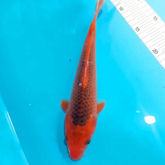 Aka matsuba 27 cm male