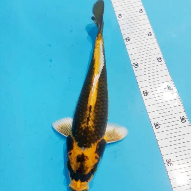 Kabuto 28 cm