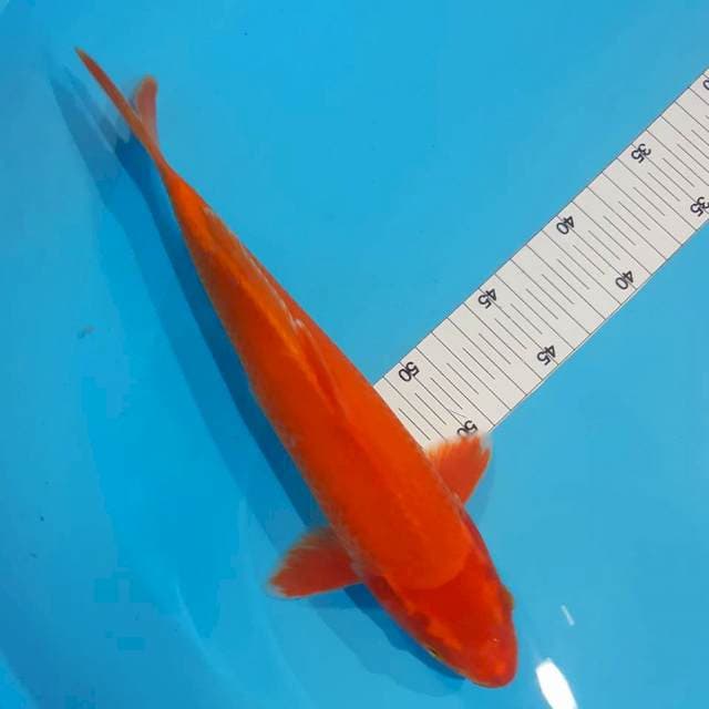Orenji male 30 cm