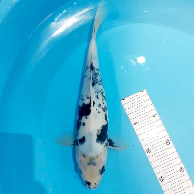 Shiro fm 32 cm