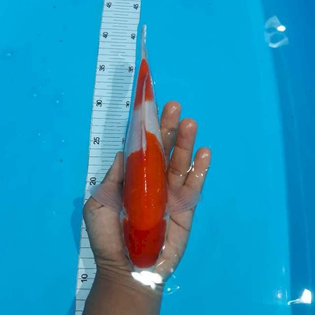 Nindan kohaku 26 cm