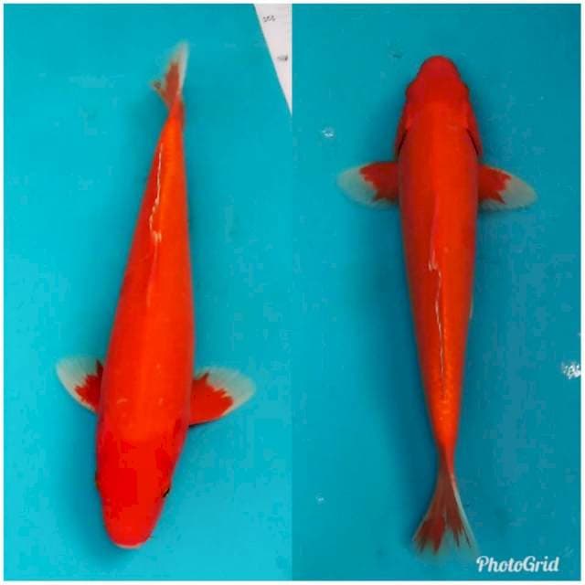 Aka hajiro merah tembus