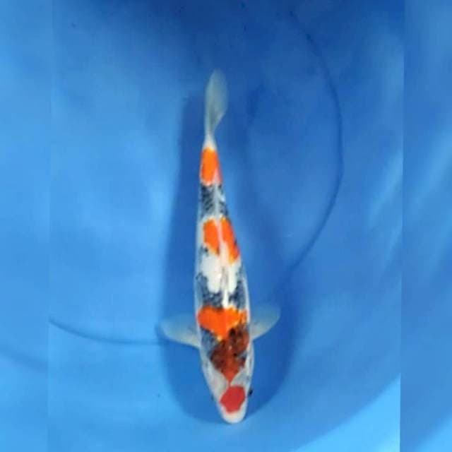 Maruten showa 35cm
