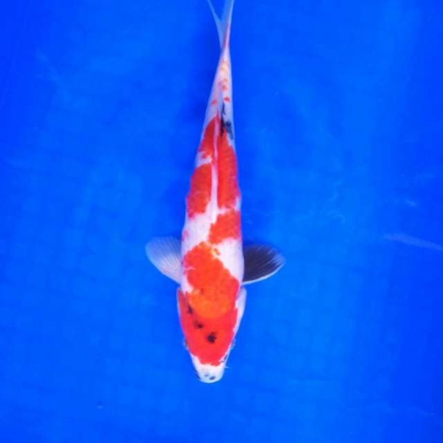 Showa || 28 cm