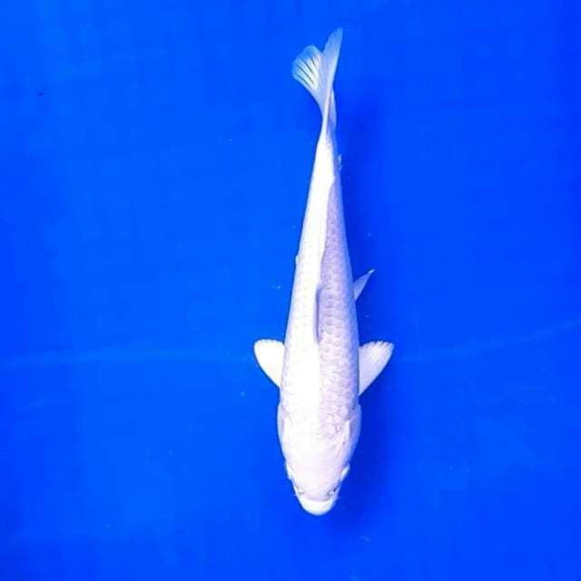 Platinum || 25 cm