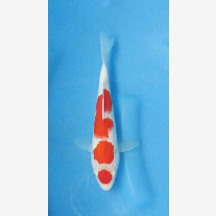 MARUTEN KOHAKU ORIGINAL