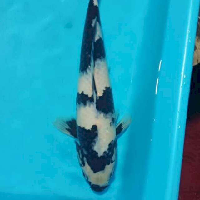 Shiro 30cm