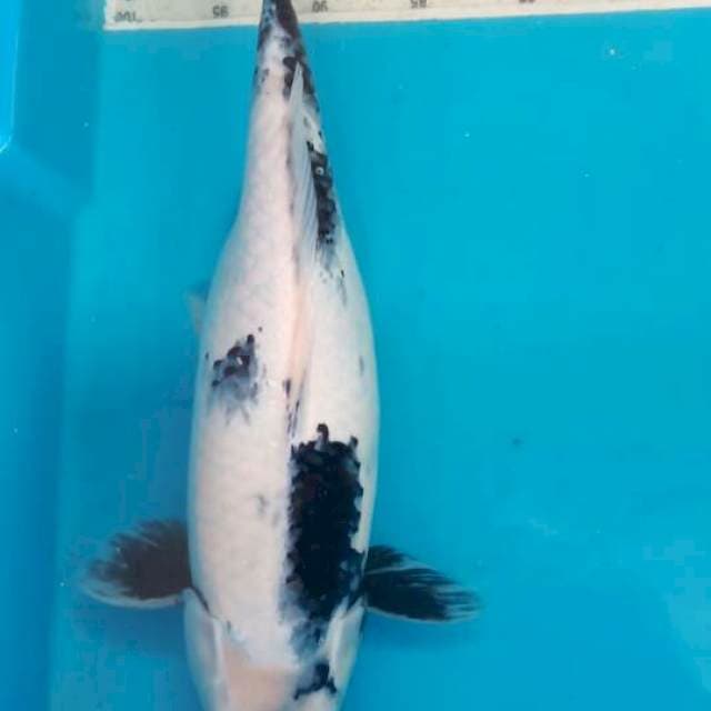 Shiro 40 cm betina
