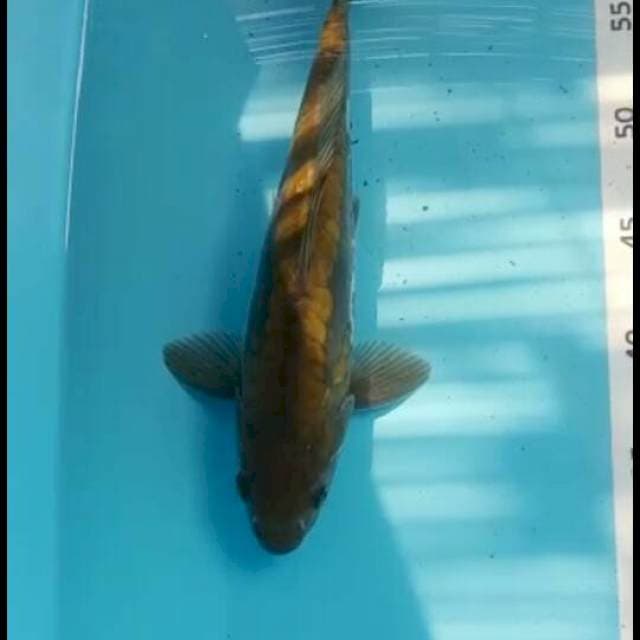Cagoi aragoke bisa berubah jadi karasu 30cm
