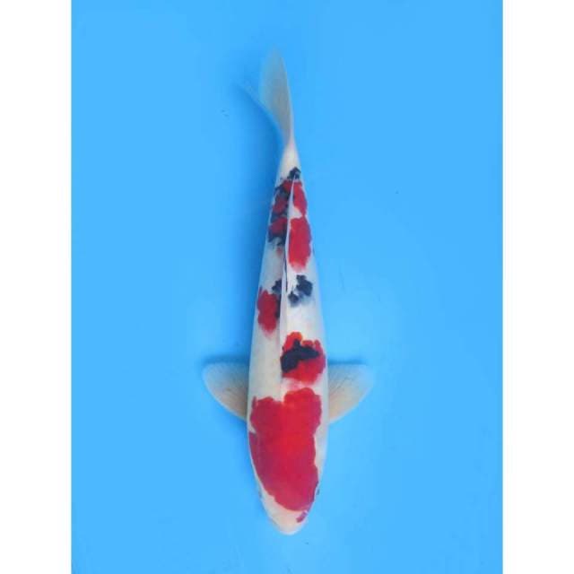 Sanke Merah Prospek Dan Ori - 37cm Male