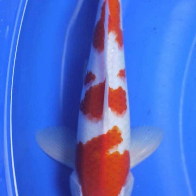 Kohaku Original Male 33cm