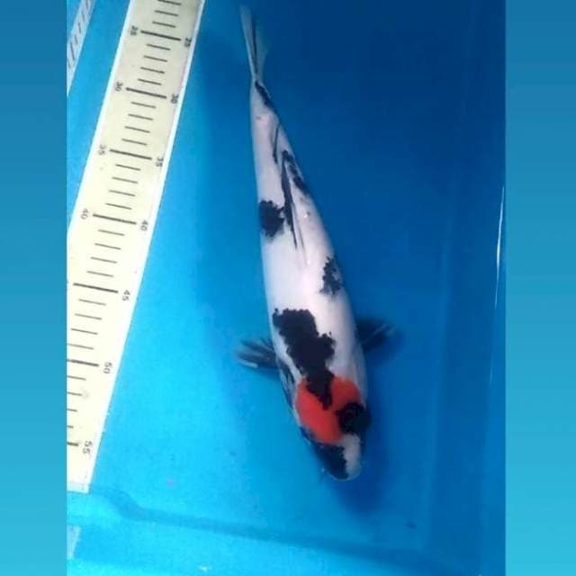 Tancho Showa, 33 cm