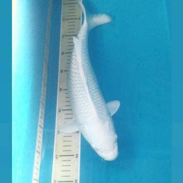 Platinum, 40 cm