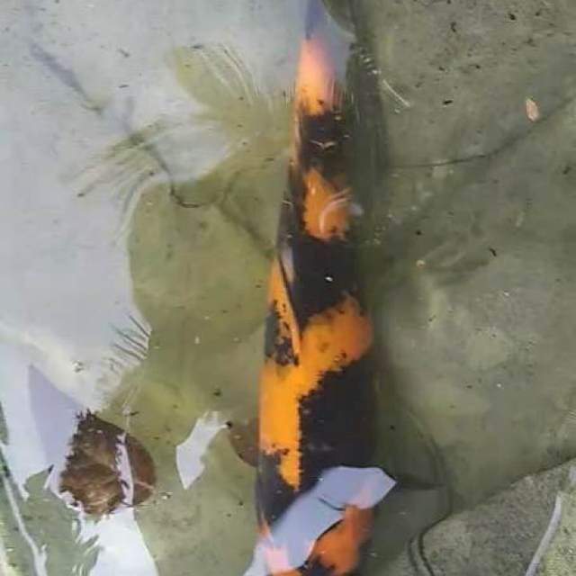 Utsuri 31 cm