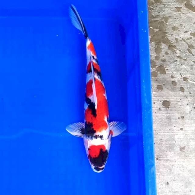 Maru Showa Shansoku # 34cm Male