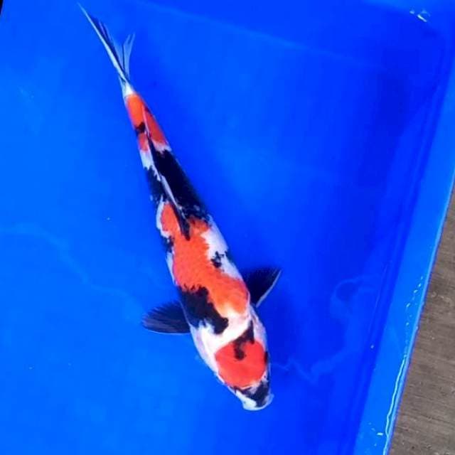 Maruten Showa # 31cm Female