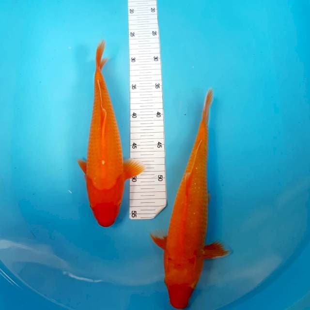 2 sejoli male 30 female 28 cm