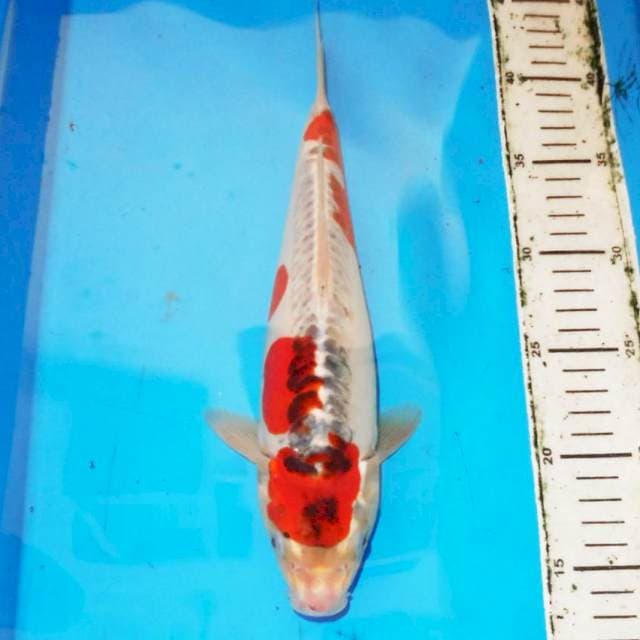 31cm GOSHIKI DOITSU