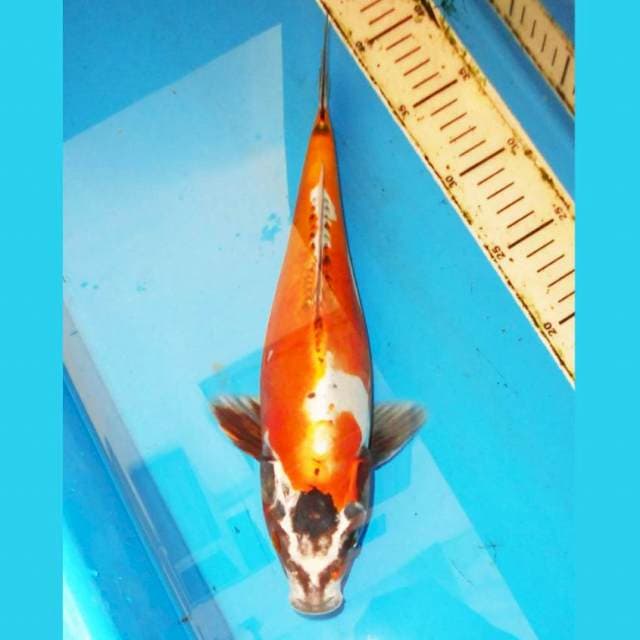 35cm BENI KIKOKURYU