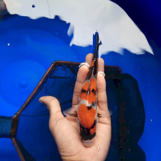 Showa sanshoku 20cm