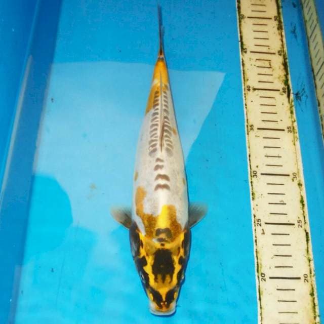 33cm KIKO KUNING