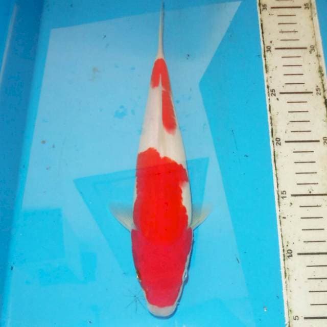 31cm KOHAKU MERONA