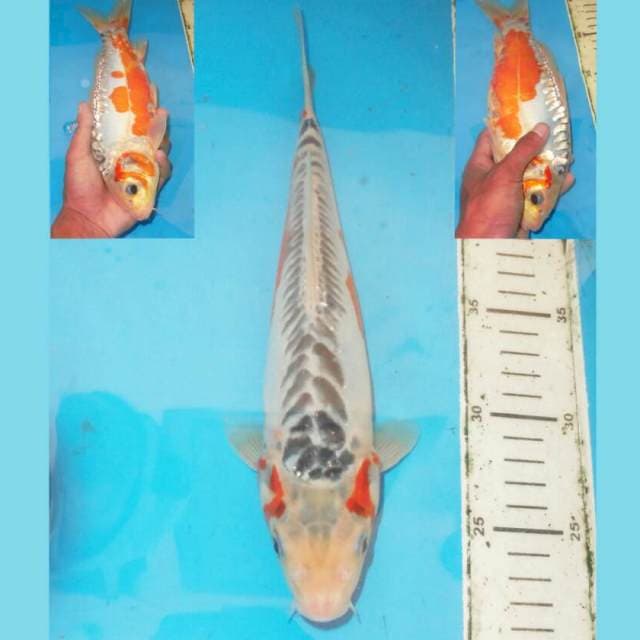 32cm F1 HANA SHUSUI