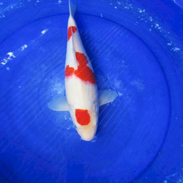 Kohaku f1 ±35cm merah stronge