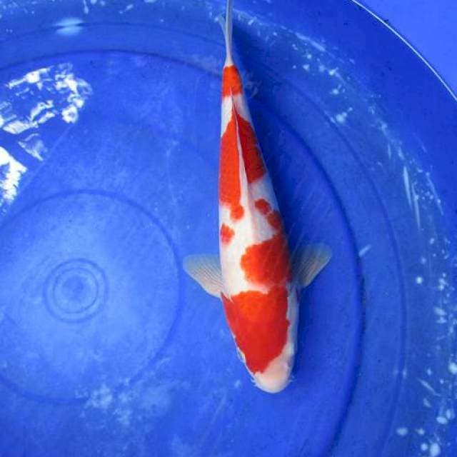 Kohaku merah ±32cm