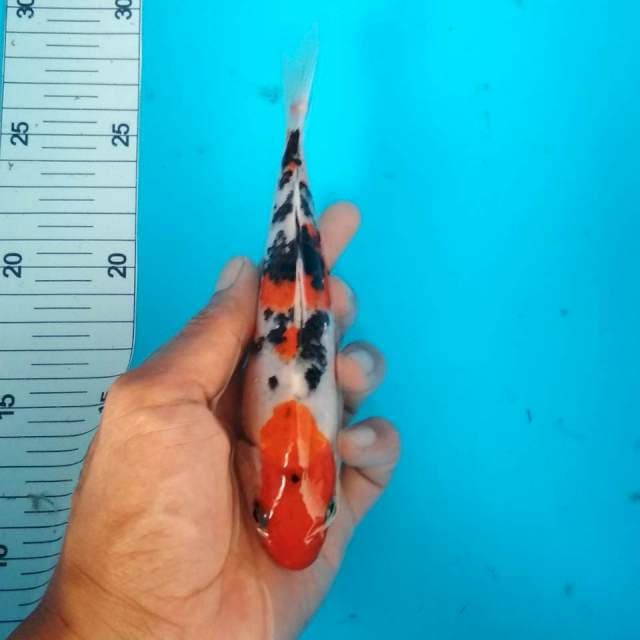 Sanke 16cm