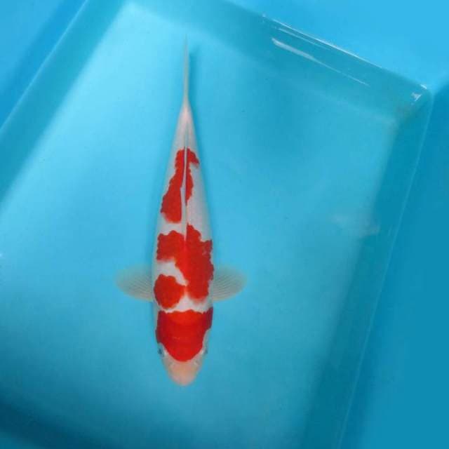 2. ASAHI FLOWER ~ KOHAKU