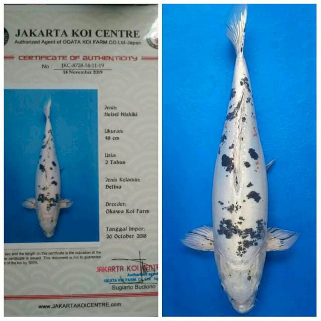 Okawa Jumbo Female Heisei Nishiki