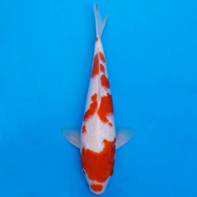 Kohaku sakura 27cm