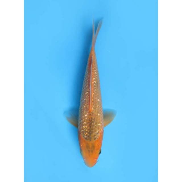Aka Matsuba Ginrin - 22cm