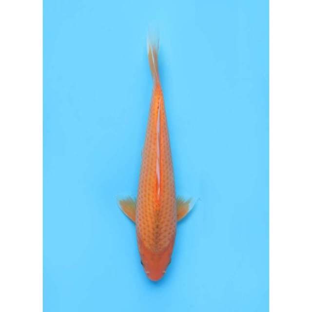Aka Matsuba - 28cm