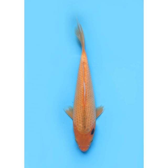 Aka Matsuba - 27cm