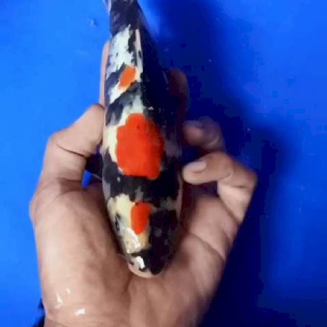 Showa jozz 23cm