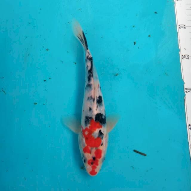 Sanke showa 22cm