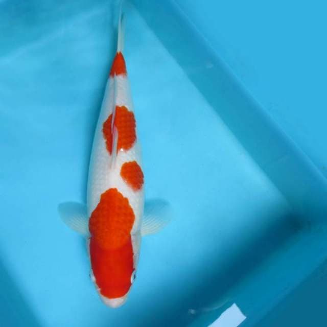 8. POLKADOT ~ KOHAKU