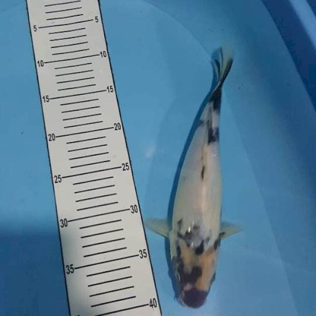 Shiro 30 cm