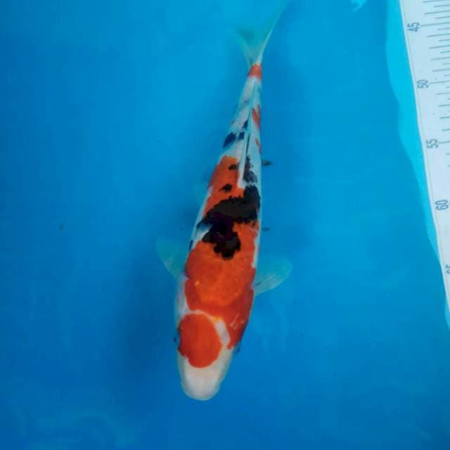 Sanke 30cm