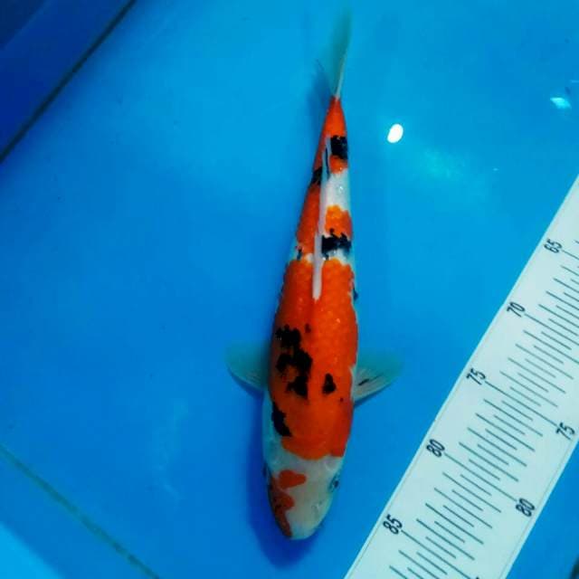 Sanke 33 cm