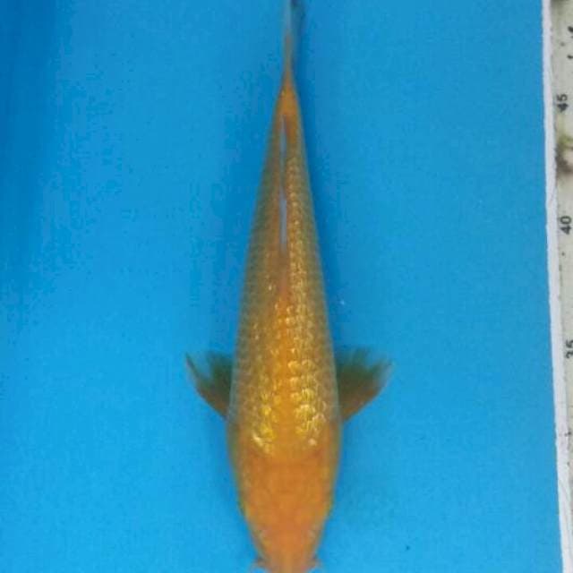 Karashi ginrin