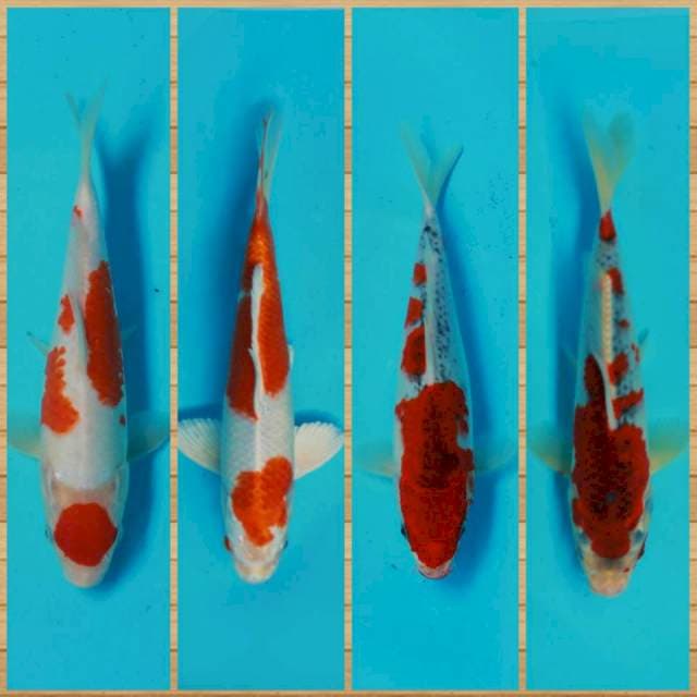 Mix isi kolam 27-30cm