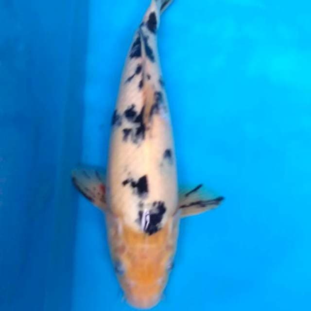 BEKKO 32 cm