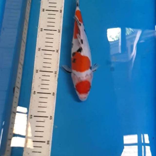 Maruten sanke doitsu murni 26 cm