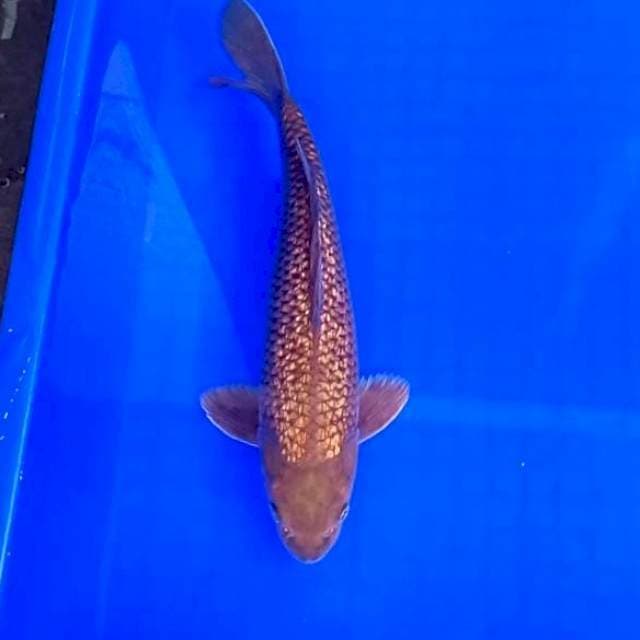 1. Chagoi Ginrin || 32 cm
