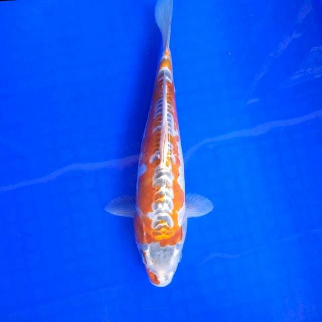 4. Kiko || 30 cm